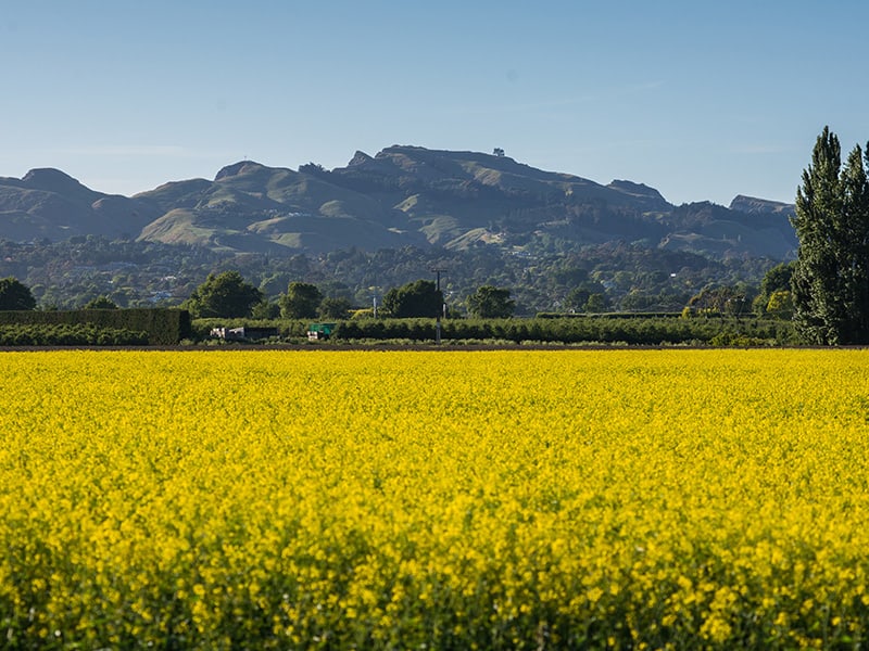 Mustard Nature's Detox The Yummy Fruit Co